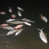 Các cơ quan có trách nhiệm vẫn chưa đưa ra câu trả lời thỏa đáng cho nghi vấn "đánh tháo" cá chết ra khỏi hồ Linh Đàm ngày 27/10 vừa qua (Ảnh: Sơn Bách/Vietnam+) 