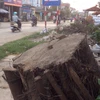 Hàng chục cây xanh ở xã Đức Thượng, Hoài Đức lại bị chặt hạ (Ảnh: Sơn Bách/Vietnam+) 