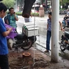 Một cây sưa bị cưa trộm phần thân tại Hà Nội (Ảnh minh họa. Nguồn: Vietnam+) 