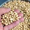 Hạt đậu tương – là một loại hạt rất giầu chất dinh dưỡng