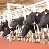 Đàn bò mới của TH đặt nền móng cho gene giống bò ưu tú. (Ảnh: CTV)
