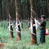Tính kỹ việc trồng lại cây cao su ở Bắc Trung bộ