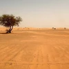 60 người di cư bất hợp được cứu khỏi sa mạc Algeria