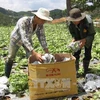 Thu hoạch rau an toàn tại Hợp tác xã Dịch vụ Nông nghiệp tổng hợp Tân Tiến, Lâm Đồng. (Ảnh: Vũ Sinh/TTXVN)