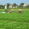 Thu hoạch rau ở Thuận Nghĩa. (Nguồn: tayson.binhdinh.gov.vn)