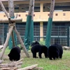 Tổ chức chiến dịch tuyên truyền pháp luật bảo vệ loài gấu 