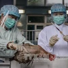 Cơ quan chức năng Hong Kong kiểm tra gia cầm tại khu vực giáp giới với Trung Quốc đại lục, một phần trong nỗ lực ngăn dịch cúm H7N9 lây lan. (Ảnh: AFP/TTXVN)