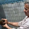 Tạo điều kiện để dân bảo tồn loài rùa Trung Bộ quý hiếm 