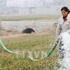 Nông dân Trung Quốc. (Ảnh: AFP/TTXVN)