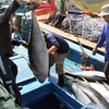 Bình Định hỗ trợ ngư dân đánh bắt cá ngừ đại dương