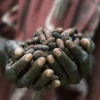 Thị trường cacao thế giới đối mặt khủng hoảng nguồn cung