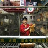 Trung Quốc: Quảng Châu thử cấm kinh doanh gia cầm sống 