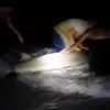 Các ngư dân ở Venice, Florida, Mỹ bên con cá mập đầu búa mẹ. (Nguồn: AP)