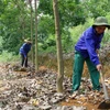 Bảo hiểm hỗ trợ dự án cao su Việt Nam tại Campuchia