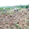 Giá sắn tươi tại Tây Ninh tăng, người trồng thu lãi lớn