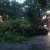 Hà Nội: Mưa to và gió giật mạnh gây ngập đường, đổ cây