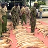 Châu Phi vượt châu Á về số vụ bắt giữ vận chuyển lậu ngà voi