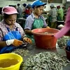 Lao động nhập cư Myanmar làm việc tại một xưởng chế biến hải sản ở Thái Lan. (Nguồn: AFP)