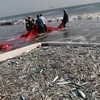 Ngư dân Mỹ vứt bỏ lượng cá ăn được trị giá 1 tỷ USD mỗi năm