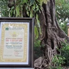Hai cây đa cổ thụ trên đảo Lý Sơn được công nhận là cây di sản