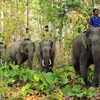 Đắk Nông khuyến cáo dân hạn chế đi lại trong rừng có voi hoạt động