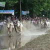 An Giang: Tưng bừng hội đua bò Bảy Núi nhân dịp đón lễ Sene Dolta 