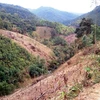 Đắk Lắk: Rừng thông phòng hộ Krông Búk cơ bản bị xóa sổ
