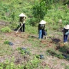 Thừa Thiên-Huế trồng mới 4.500ha rừng bằng nuôi cấy mô