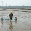 Nước lũ thấp, nông dân lo ngại cho sản xuất lúa Đông Xuân