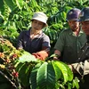 Tình trạng trộm cắp càphê gây thiệt hại lớn cho nông dân Đắk Lắk