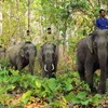 Đầu tư 74 tỷ đồng khẩn cấp bảo tồn voi rừng trên địa bàn Đồng Nai