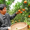 Nghệ An: Cam Xã Đoài đắt hàng dù giá hơn 70.000 đồng một quả