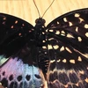 Phát hiện cá thể bướm nửa đực nửa cái cực hiếm ở Mỹ