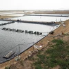 Phú Yên ngăn tình trạng lấn chiếm rừng phòng hộ đào hồ nuôi tôm