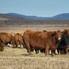 Xuất hiện trường hợp bò điên đầu tiên tại Canada kể từ 2011