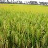 Lai tạo thành công hai giống lúa chịu khô hạn, phèn và mặn
