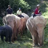 Myanmar là một trong những thành trì cuối cùng của voi châu Á