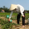 Mưa trái mùa tại Tây Ninh, cứu sống trên 100.000ha cây trồng