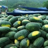 Nông dân Quảng Nam gặp nhiều khó khăn trong tiêu thụ dưa hấu