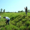 Việt Nam là một thành viên năng động của Mạng lưới cỏ Vetiver