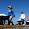 Diêm dân Bình Thuận vào mùa thu hoạch muối. (Ảnh: Mạnh Linh/TTXVN)