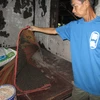 Bọ đậu đen bám dày đặc ở khắp mọi nơi trong nhà các hộ dân trên địa bàn xã Minh Long. (Ảnh: Đậu Tất Thành/TTXVN)