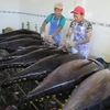 Công nhân sơ chế cá ngừ đại dương tại Cảng cá Tam Quan, huyện Hoài Nhơn, Bình Định. (Ảnh minh họa. Viết Ý/TTXVN)