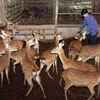 Mô hình chăn nuôi hươu sao quy mô hơn 60 con của một hộ ở xã Sơn Lĩnh, huyện Hương Sơn. (Ảnh: Đình Huệ/TTXVN)