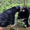 Ngôi nhà mới giúp bảo tồn loài gấu đang có nguy cơ bị tuyệt chủng