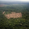 Một khu vực bị tàn phá tại rừng Amazon ở Para, Brazil ngày 14/10/2014. (Nguồn: AFP/TTXVN)