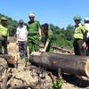 Công an tỉnh Bình Định kiểm tra hiện trường vụ phá gần 61ha rừng. (Ảnh: Nguyên Linh/TTXVN)