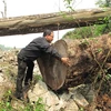 Cây nghiến tại Vườn quốc gia Ba Bể bị lâm tặc khai thác. (Ảnh minh họa. Nguyễn Trình/TTXVN)