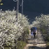 Cao nguyên Mộc Châu: Thảo nguyên ngàn hoa hút khách du lịch