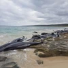 Cá voi mắc cạn tại Vịnh Hamelin. (Nguồn: theguardian.com)